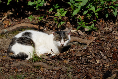 甲山森林公園の猫