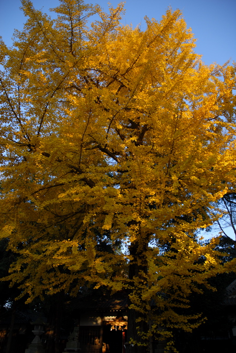 植木神社の黄葉